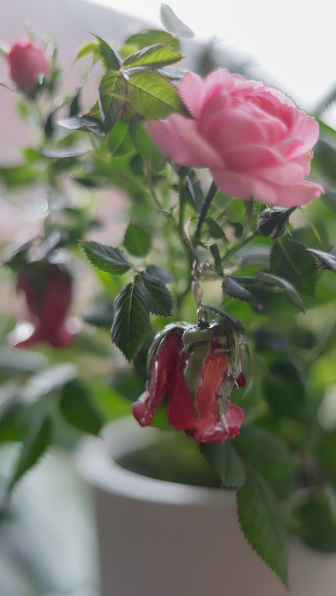 Real Rose Buds | Lever Back | Natural Elegance